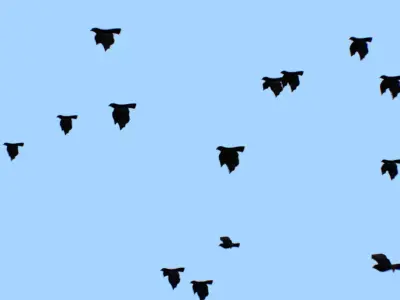 Flock Birds Animated Swarm Raven Shoal Flapper Starling Rook Low-poly 3D model