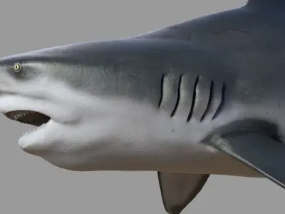 Bull shark rigged and animated for Cinema 4d  Low-poly 3D model