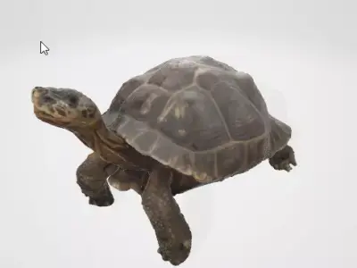 Realistic Turtle 3D Asset 3D model