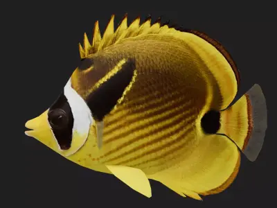 Butterflyfish Low-poly 3D model