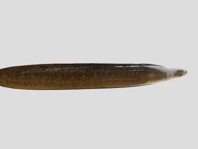 Giant Mottled Eel Realistic Animated Low-poly 3D model