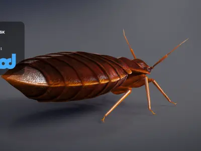 Mites 3D model