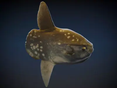 Sun Fish 3D model