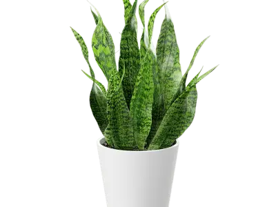  Short Snake Plant Potted Plant Model 