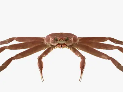 Snow crab 3D model