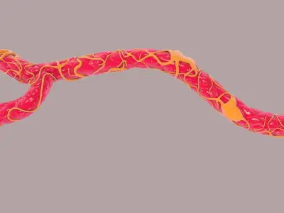 Capillary with Blood Cells 3D model