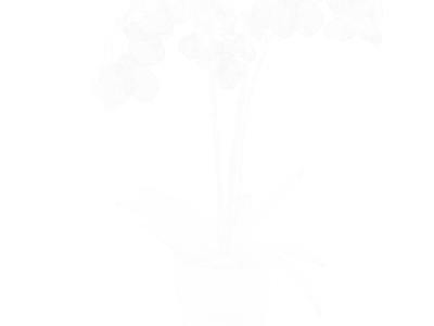  Orchid Plant Model, Pink 