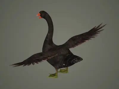 swan bird animal fly feather wing beak american north  3D model