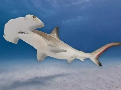 Realistic Scalloped Hammerhead Shark 3D model