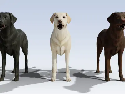 Labrador Retriever pack Rigged Low-poly 3D model