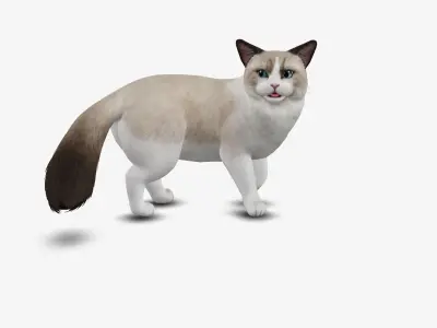cat ragdoll 3D model