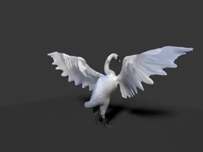 white swan  3D model