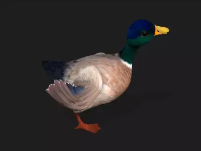 Duck A2 Free low-poly 3D model