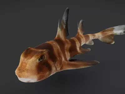 Realistic Bullhead Shark Animated 3D model