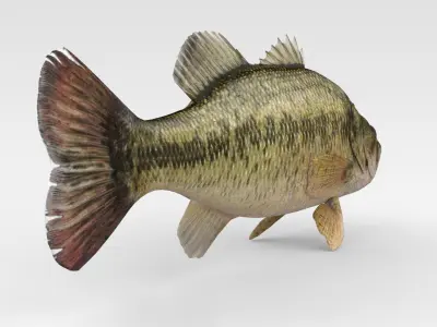 Bass Fish 3D model