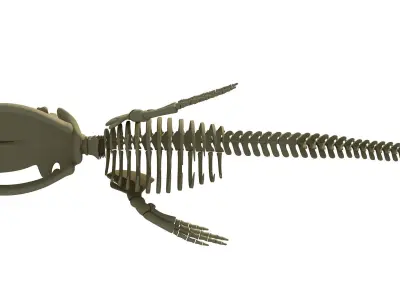 3D Sharks Skeletons 3D model