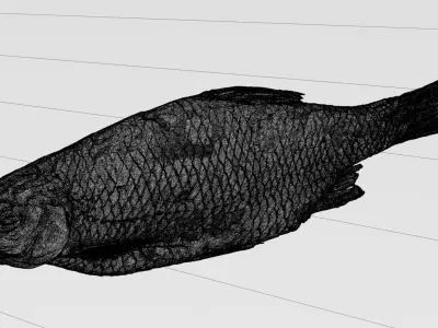 Dried roach fish 3d scan 3D model