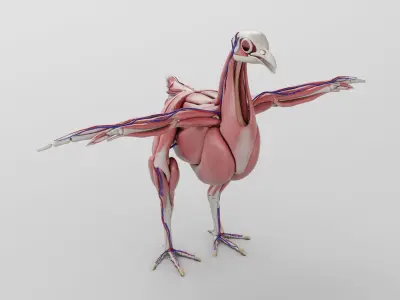 Chicken anatomy in T-pose for rigging 3D model