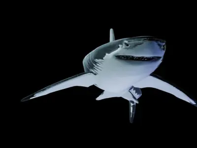Great White Shark Low-poly 3D model