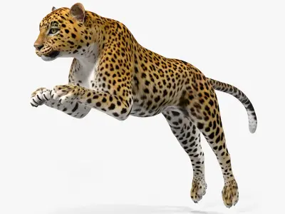 Leopard Rigged 3D model purchase