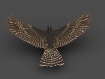 Falcon in flight 3D model