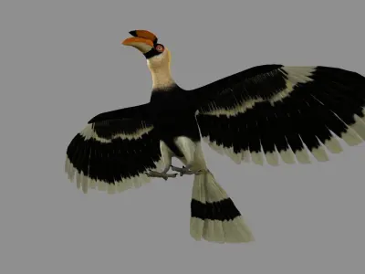 Great Indian hornbill 3D model