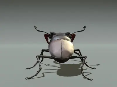 Stag beetle 3D model