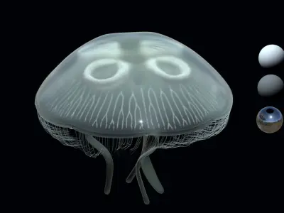 Jellyfish rigged and animated for Cinema 4d Low-poly 3D model