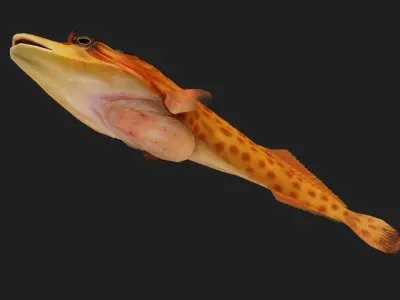 Suckerfish Low-poly 3D model