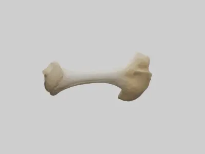 Camel Femur Low-poly 3D model