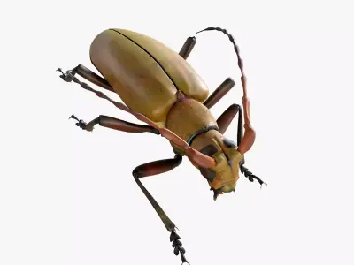 Longhorn Beetle Mantitheus Pekinensis Low-poly 3D model