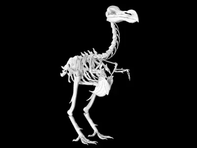 Dodo skeleton Low-poly 3D model