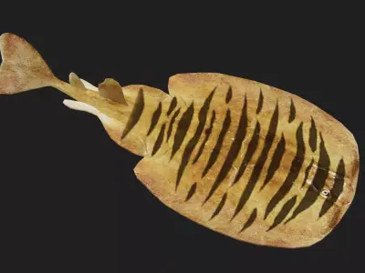 Skate Low-poly 3D model