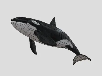 killer-whale Animated Low-poly Low-poly 3D model