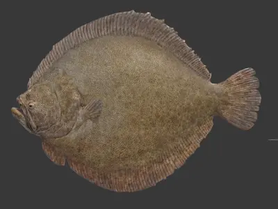 flounder fish Low-poly 3D model