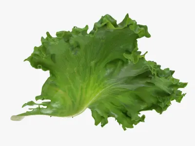Lettuce Collection 3 3D model