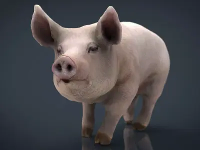 Realistic Pig Low-poly 3D model