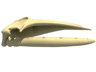 Humpback Whale Skull 3D model