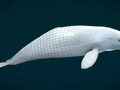 Beluga Whale Animated Low-poly 3D model
