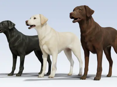 Labrador Retriever pack Rigged Low-poly 3D model
