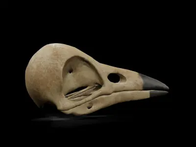 Crow low poly game ready skull Low-poly 3D model