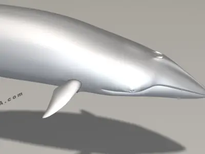 Minke Whale - Balaenoptera Acutoro - Adult Male - Pose 2 - 3D model