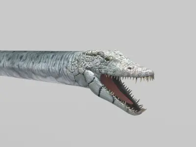 Real Plesiosaur Elasmosaur - 8K 3D model
