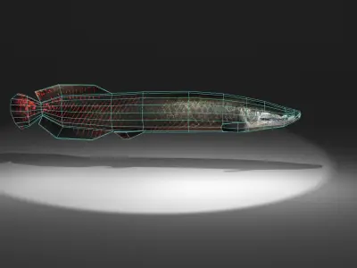 Arapaima fish with light shining Low-poly 3D model