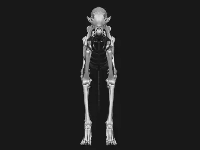 Fox skeleton 3D model