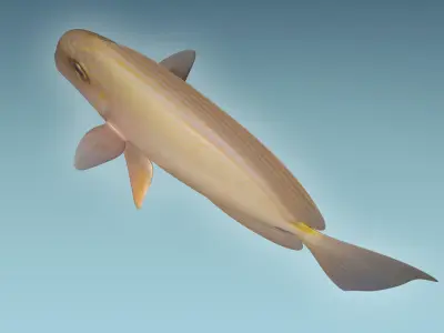 Anglefish 10 3D model