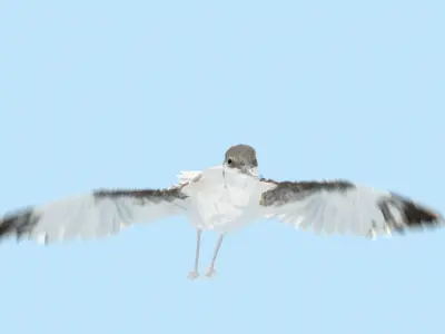Realistic Avocet bird model with feather and hair 3D model