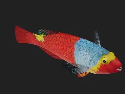 Wrasse Low-poly 3D model