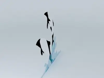 Commersons Dolphins 3D model