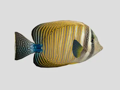 Zebrasoma desjardinii Realistic Animated Low-poly 3D model